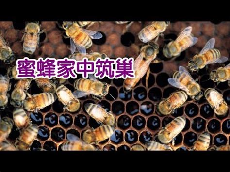 家裡有蜂窩代表|【蜜蜂窩 風水】蜜蜂在我家築巢風水好 